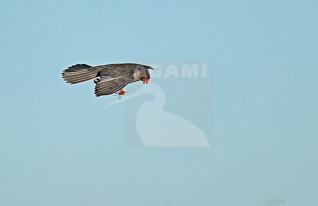 Amur Falcon (Falco amurensis) male adult in flight against a blue sky eating a dragonfly stock-image by Agami/Thierry Quelennec,