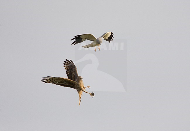 Hen Harrier a pair with prey in flight , Blauwe Kiekendief een paar met prooi in vlucht stock-image by Agami/Arie Ouwerkerk,