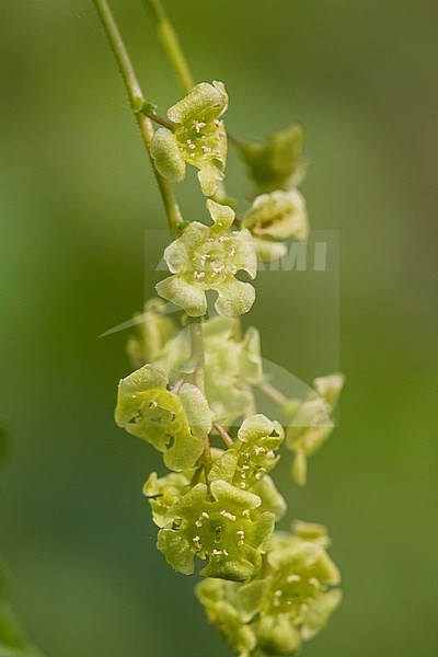 Mountain Currant blossom stock-image by Agami/Wil Leurs,