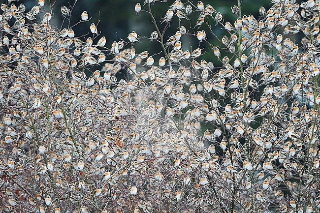 Brambling (Fringilla montifringilla) group in flight during winter stock-image by Agami/Ralph Martin,