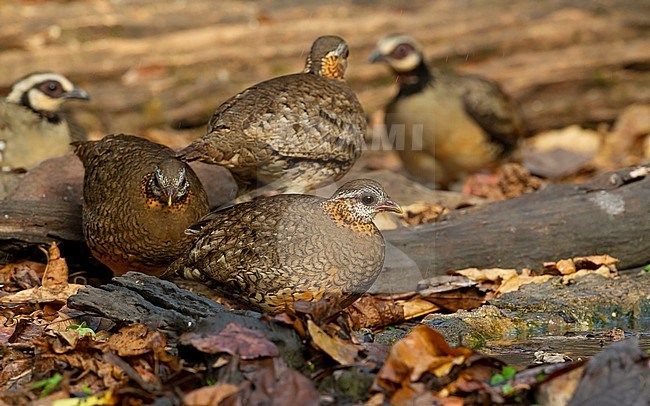 Green-legged Partridge (Arborophila chloropus) at waterhole in Kaeng Krachan National Park, Thailand stock-image by Agami/Helge Sorensen,