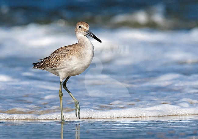 Western Willet hunted some crustacean along the St Pete Jetty in Cape May Point, New Jersey. August 2016. stock-image by Agami/Vincent Legrand,