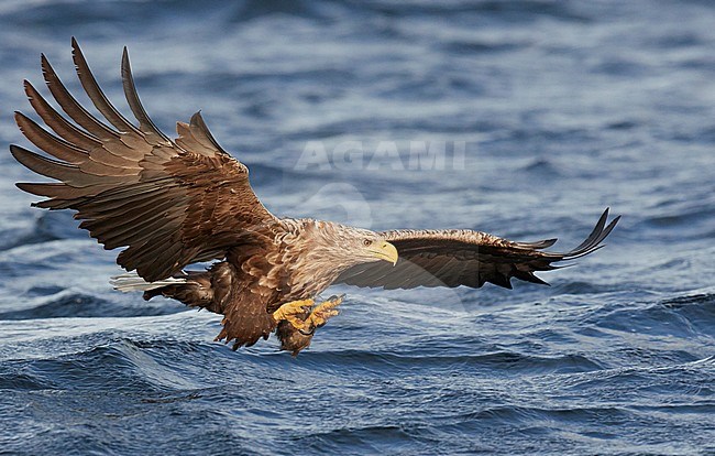 Adult White-tailed Eagle (Haliaeetus albicilla) in flight in a fjord in north Norway. Active hunting for fish. stock-image by Agami/Markus Varesvuo,
