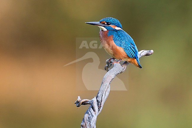 Common Kingfisher, Alcedo atthis, in Italy. stock-image by Agami/Daniele Occhiato,