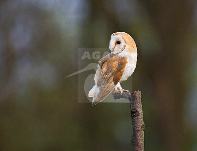 Kerkuil; Barn Owl stock-image by Agami/Marc Guyt,