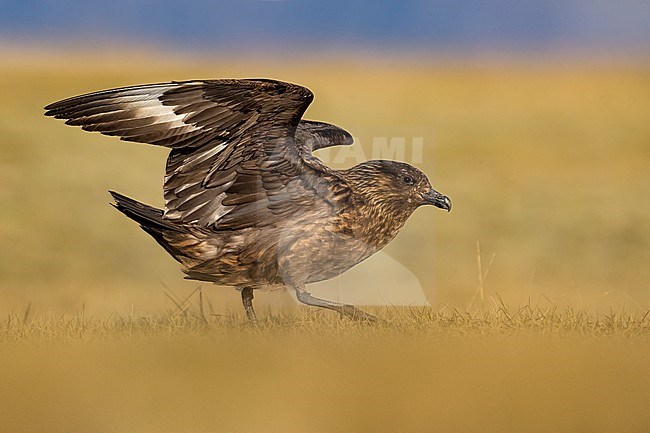 Great Skua (Catharacta skua) in breeding habitat on the arctic tundra of Iceland during late spring. Standing with raised wings. stock-image by Agami/Daniele Occhiato,