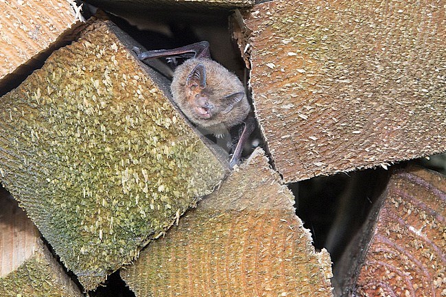 Nathusius' pipistrelle in hibernation stock-image by Agami/Theo Douma,