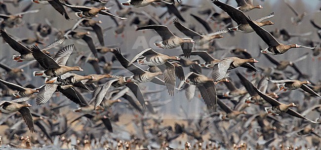 Large flock of Greater White-fronted Geese (Anser albifrons) and Taiga Bean Geese (Anser fabalis) at a spring staging area in Latvia. stock-image by Agami/Markus Varesvuo,