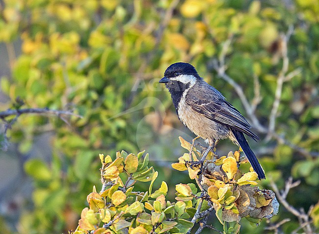 Grey Tit (Melaniparus afer) in South Africa. stock-image by Agami/Pete Morris,