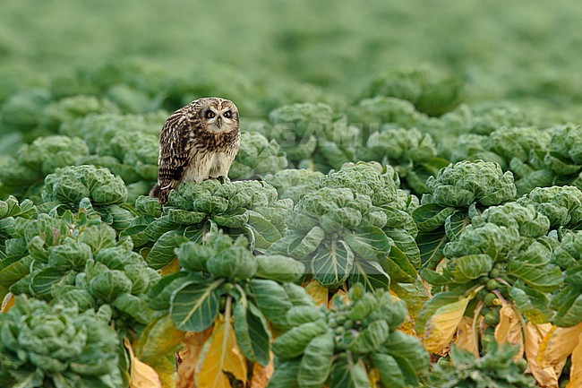 Short-eared owl (Asio flammeus) sitting on a sprout stump in an agricultural field in the Netherlands. stock-image by Agami/Walter Soestbergen,
