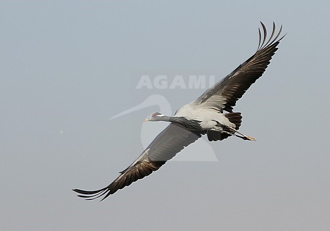Jufferkraanvogel in vlucht; Demoiselle Crane (Anthropoides virgo) in flight stock-image by Agami/James Eaton,