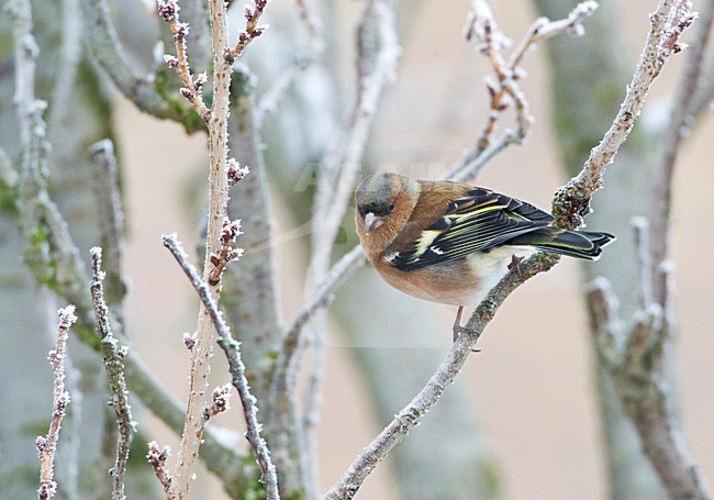 Mannetje Vink in de winter; Male Common Chaffinch in winter stock-image by Agami/Marc Guyt,