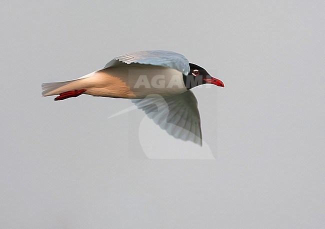 Adult Mediterranean Gull (Ichthyaetus melanocephalus) in breeding plumage in flight in the Netherlands. stock-image by Agami/Marc Guyt,