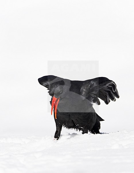 Alpenkraai in de sneeuw; Red-billed Chough in the snow stock-image by Agami/Markus Varesvuo,