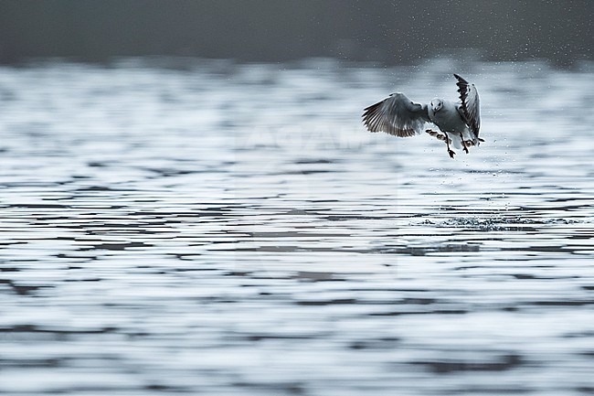 Brown-headed Gull (Larus brunnicephalus) Tajikistan, 1st summer in flight stock-image by Agami/Ralph Martin,