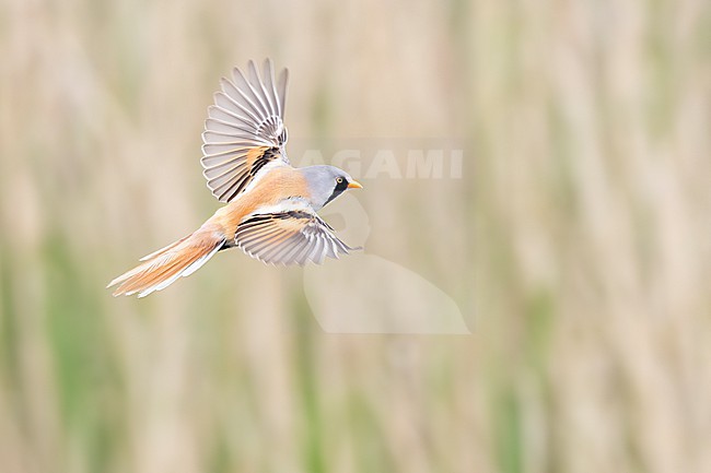A male bearded reedling is seen flying with a full wing spread in front of a clear background. stock-image by Agami/Jacob Garvelink,