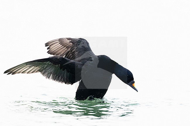  stock-image by Agami/Menno van Duijn,