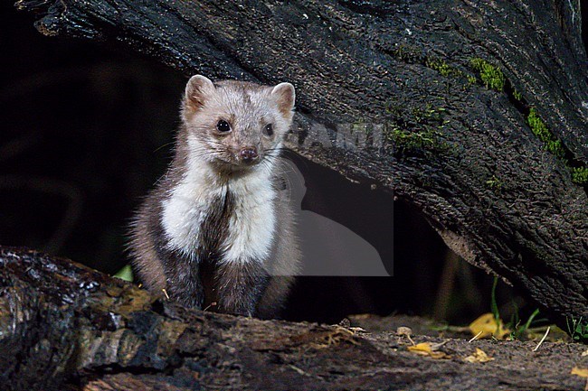 Stone, Marten taken from the front from under a dead tree. The picture is taken at night. The background is black. stock-image by Agami/Hans Germeraad,
