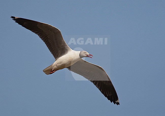 Adult African Grey-headed Gull (Chroicocephalus cirrocephalus poliocephalus) in flight along the coast in Gambia. stock-image by Agami/Marc Guyt,