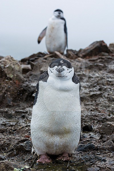 Portrait of a chinstrap penguin, Pygoscelis antarcticus, Half Moon Island, Antarctica. Antarctica. stock-image by Agami/Sergio Pitamitz,