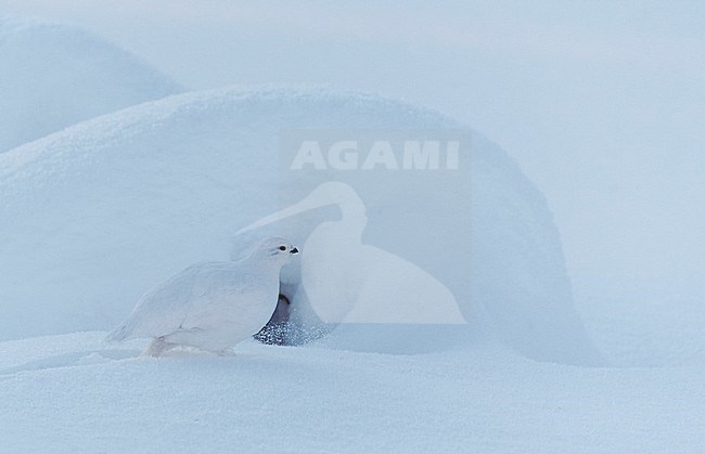 Vrouwtje Moerassneeuwhoen in de sneeuw, Female Willow Ptarmigan in snow stock-image by Agami/Markus Varesvuo,