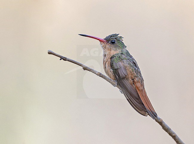 Wintering Cinnamon Hummingbird, Amazilia rutila, in Western Mexico. stock-image by Agami/Pete Morris,