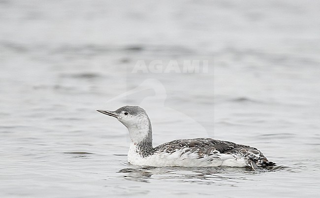 Red-throated Diver (Gavia stellata) ad. winter plumage Parainen Utö November 2016 stock-image by Agami/Markus Varesvuo,