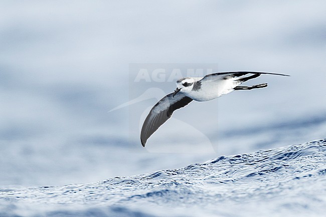 White-faced Storm-Petrel (Pelagodroma marina) foraging off Madeira islands stock-image by Agami/Marc Guyt,