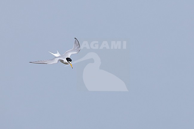adult little tern (Sternula albifrons) in breeding plumage in flight, found at Buir Lake (Buir Nuur) in Dornod Aimag in Mongolia stock-image by Agami/Mathias Putze,