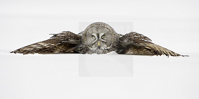 Laplanduil jagend in de sneeuw, Great Grey Owl hunting in the snow stock-image by Agami/Jari Peltomäki,