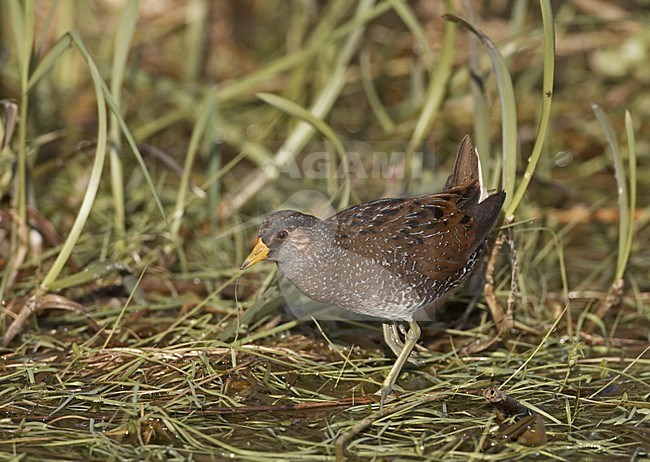 Spotted Crake adult walking in water; Porseleinhoen adult lopend in het water stock-image by Agami/Jari Peltomäki,