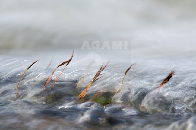 Mos in snelstromend smeltwater; Moss in fastflowing water stock-image by Agami/Rob de Jong,