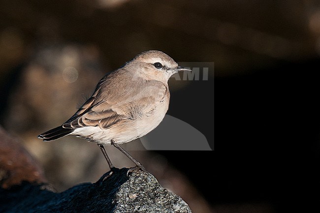 First-winter Isabelline Wheatear (Oenanthe isabellina) standing on a rock, side view of bird against black background stock-image by Agami/Kari Eischer,
