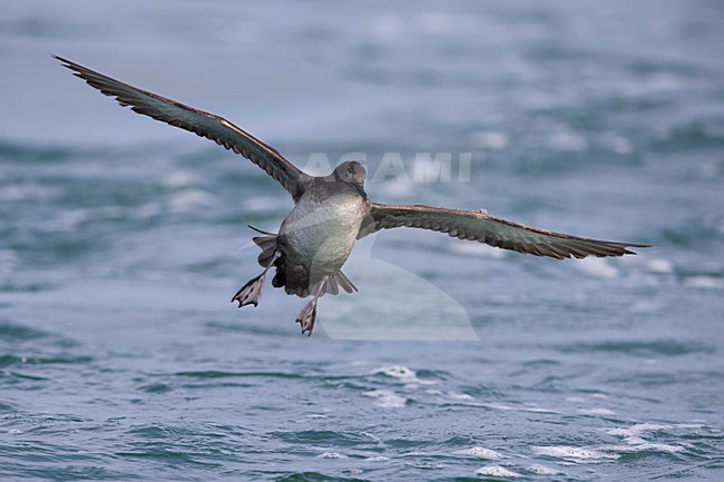 Vale Pijlstormvogel vliegend over de zee, Balearic Shearwater in flight over sea stock-image by Agami/Daniele Occhiato,