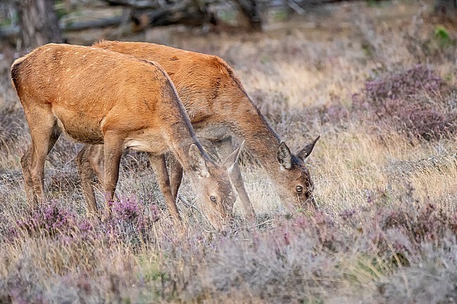 Red, Deer; Cervus elaphus; atwo hinds grazing stock-image by Agami/Hans Germeraad,