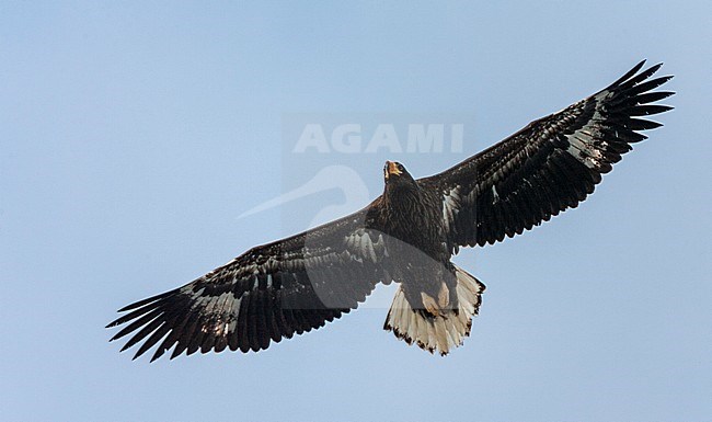 Wintering Steller's Sea Eagle (Haliaeetus pelagicus) on the island Hokkaido in Japan. Immature in flight, seen from below. stock-image by Agami/Marc Guyt,