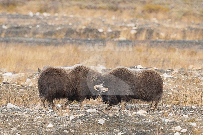 Two young male Muskox (Ovibos moschatus) in the Dovrefjell in Norway. Butting head, fighting to test strenght. stock-image by Agami/Alain Ghignone,
