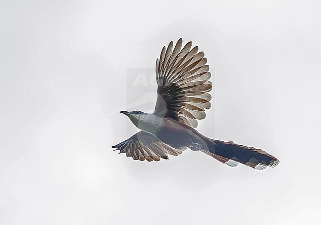 Chestnut-bellied Cuckoo (Coccyzus pluvialis) endemic to Jamaica. stock-image by Agami/Pete Morris,