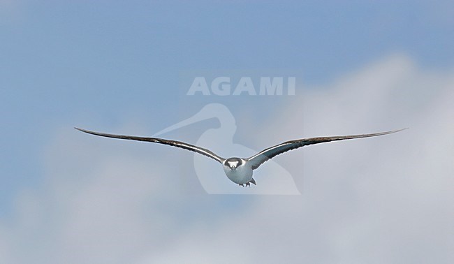 Vliegende Bonte Stern, Sooty Tern in flight stock-image by Agami/Pete Morris,