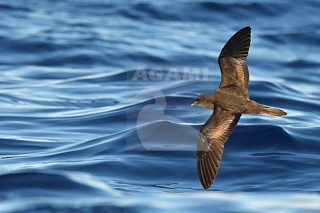 Bulwer's Petrel (Bulweria bulwerii) at sea off Madeira stock-image by Agami/Eduard Sangster,