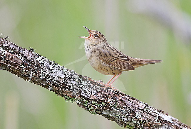 Singing Lanceolated Warbler (Locustella lanceolata) on Hokkaido, Japan. stock-image by Agami/James Eaton,