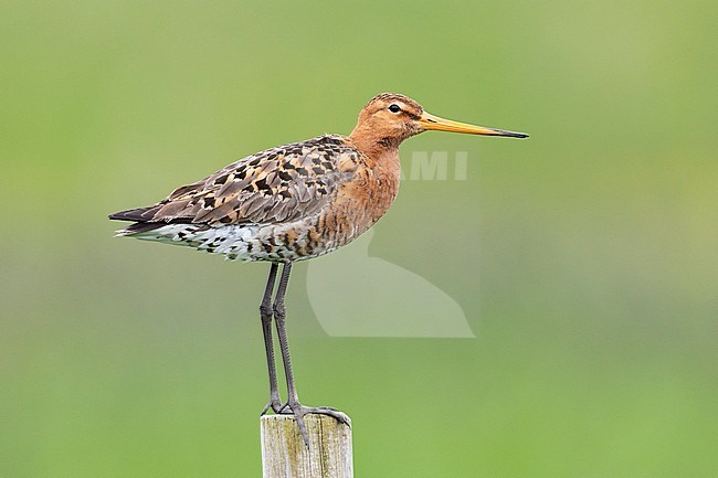 Black-tailed Godwit  (Limosa limosa islandica), side view of an adult standing on a post, Southern Region, Iceland stock-image by Agami/Saverio Gatto,