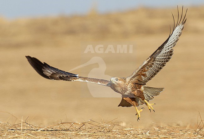 Juvenile Long-legged Buzzard (Buteo rufinus) taking off from the ground in Israel. stock-image by Agami/Yoav Perlman,