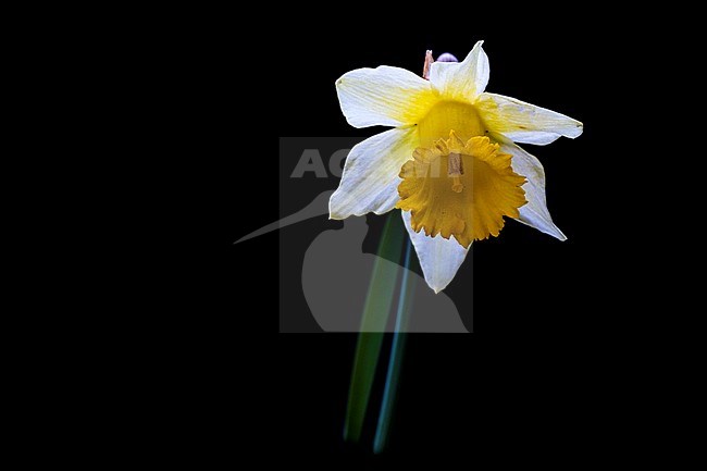 Daffodil, Narcissus pseudonarcissus subsp. pseudonarcissus stock-image by Agami/Wil Leurs,