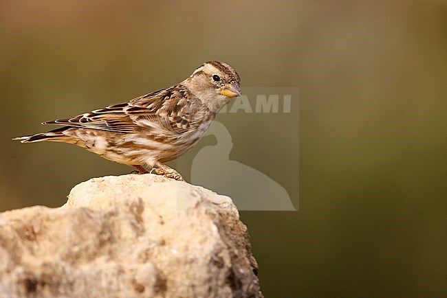 Rock Sparrow on a rock stock-image by Agami/Chris van Rijswijk,