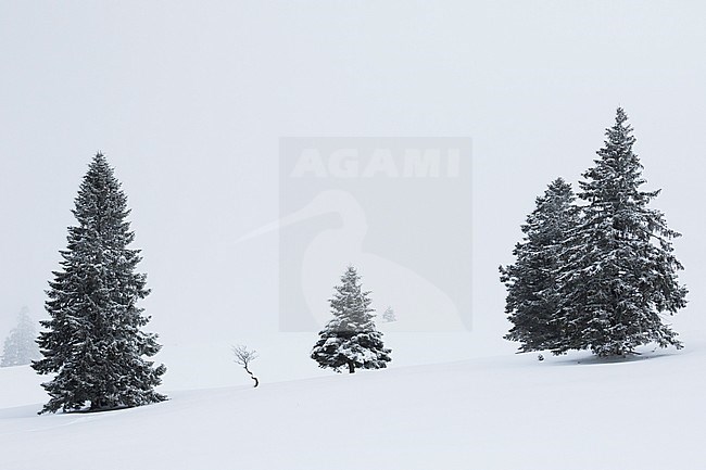 Black Forest, Baden-Württemberg, Germany, during winter. Snow covered pine trees in a field. stock-image by Agami/Ralph Martin,
