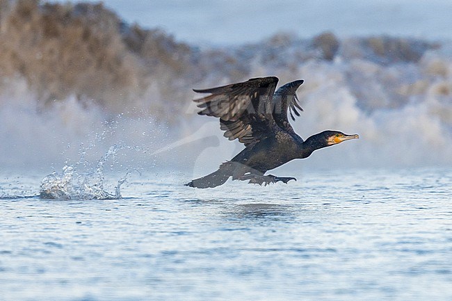 Great Cormorant (Phalacrocorax carbo sinensis), side view of an adult in flight, Campania, Italy stock-image by Agami/Saverio Gatto,