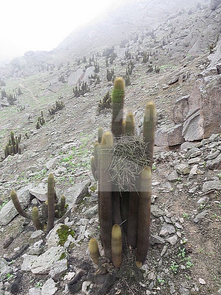 Cactus Canastero nest in Lomas de Lachay, a coastal nature reserve in the Department of Lima in Peru. It is an unique mist-fed eco-system. stock-image by Agami/Marc Guyt,