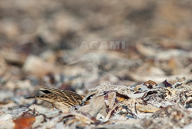 Adult Red-throated Pipit (Anthus cervinus) during autumn migration. Walking on a beach on the island Helgoland in the north sea of Germany. stock-image by Agami/Marc Guyt,