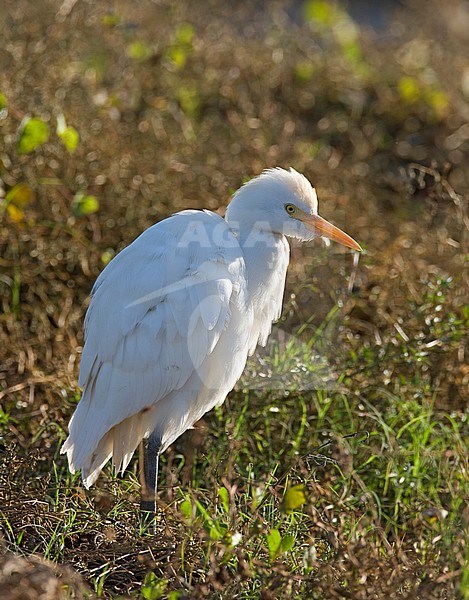 Koereiger, Cattle Egret stock-image by Agami/Roy de Haas,